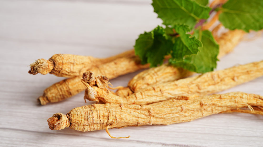 نبتة الجينسينج